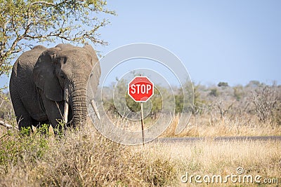 Elephant standing next to a stop sign Stock Photo