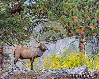 Bull Elk, Autumn COlors, Rocky Mountain National Park, CO Stock Photo