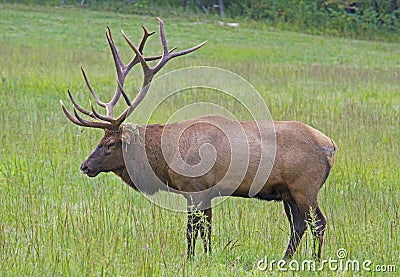 A bull elk in Cataloochee during rutting season. Stock Photo