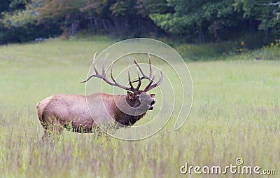 Bull Elk in Cataloochee during the rutting season. Stock Photo