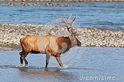 Bull elk, cervus canadensis Stock Photo
