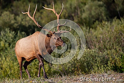 Bull elk Cervus canadensis with a large antlers walking up a hill. Stock Photo