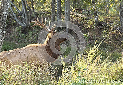 Bull elk emerging from pond Stock Photo