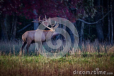 Bull elk with enormous rack of antlers looking right Stock Photo