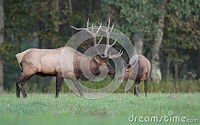 Elk in the Meadow Stock Photo