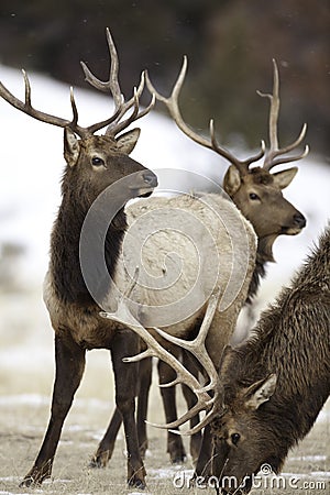 Bull Elk Herd Stock Photo