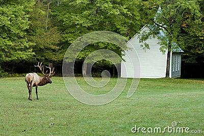 A bull elk and a little white church. Stock Photo