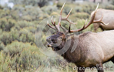 Bull elk nice antlers rutting bugle Stock Photo