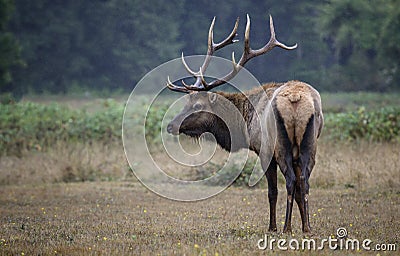 Bull elk pose Stock Photo