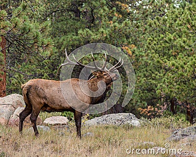 Bull Elk, Rocky Mountain National Park, CO Stock Photo