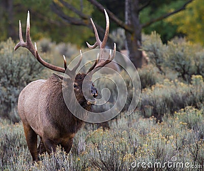 Bull elk rutting bugling and approaching Stock Photo