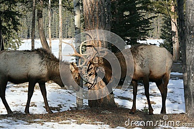 Bull elk rutting in Jasper National Park Stock Photo