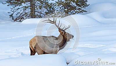 Bull elk in Winter landscape, Yellowstone National Park Stock Photo