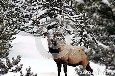 Bull Elk in the winter, Yellowstone Park Stock Photo