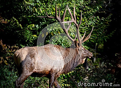 A bull elk wondering around during the rut with a cow from his harem nearby Stock Photo