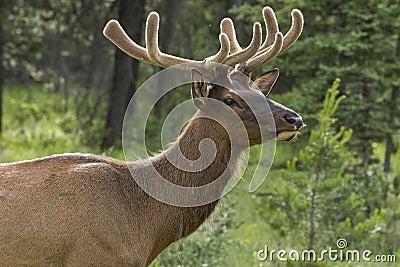 Bull Elk & x28;Cervus canadensis& x29; in Jasper National Park, Alberta, Canada Stock Photo