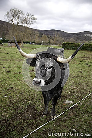 Bull in field Stock Photo