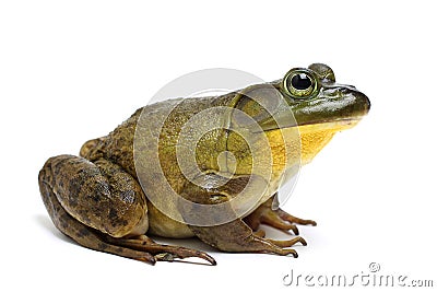 Bull Frog Stock Photo