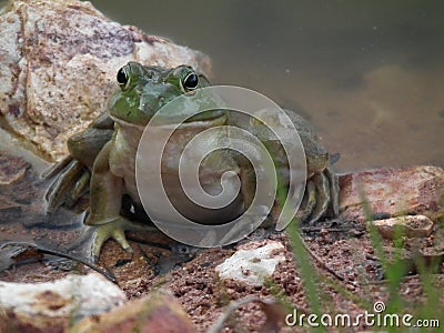 Bull Frogs Stock Photo