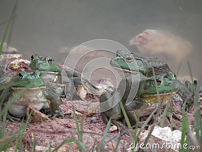 Bull Frogs Stock Photo