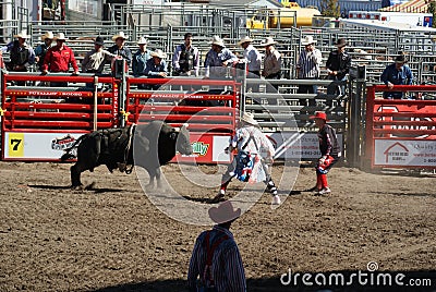 Bull going after clowns after rider got bucked Editorial Stock Photo