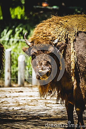 Bull, great and mighty bison, america Stock Photo