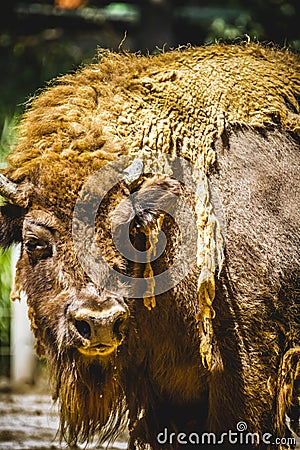 Bull, great and mighty bison, america Stock Photo