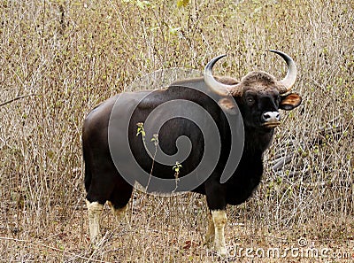 Bull guar, Bos gaurus, Bandipur National Park, Karnataka, India Stock Photo