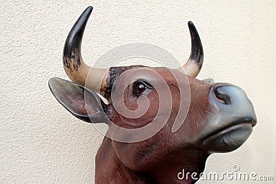 Bull head Stock Photo