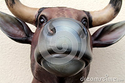 Bull head Stock Photo