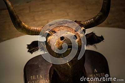 Bull head Stock Photo
