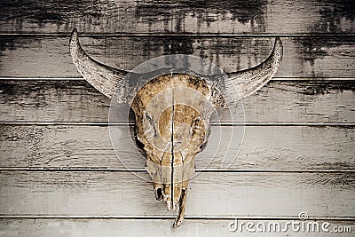 Bull head skull hanging on wood wall Stock Photo