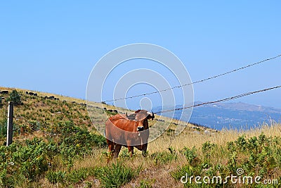 Bull hills of Portugal Stock Photo