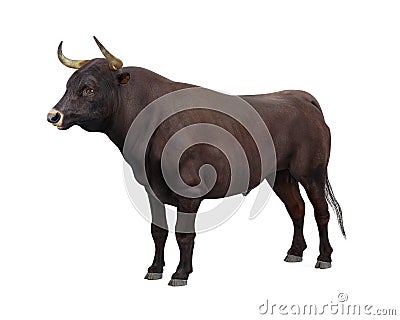 Bull Isolated Stock Photo