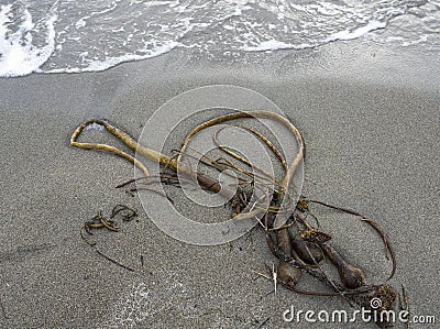 Bull Kelp on the beach Stock Photo