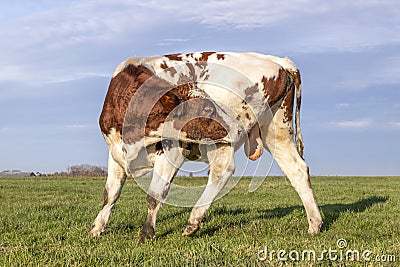 Bull licking balls, itching bullock, bending agile and flexible with a nose ring in a field and blue sky horizon Stock Photo