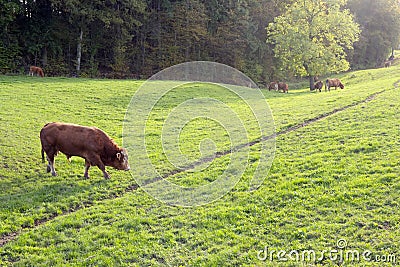 Bull and limousin cows in backlit meadow landscape with forest in the background Stock Photo