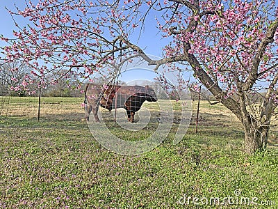 The bull looking so pretty with the peach blossoms Stock Photo