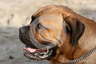 Bull Mastiff Stock Photo