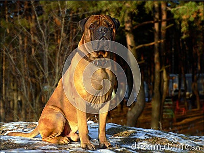 Bull mastiff Stock Photo