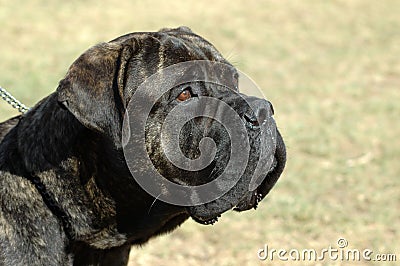 Bull Mastiff Stock Photo