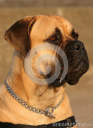 Bull Mastiff Dog. Stock Photo