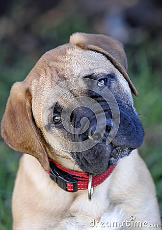 Bull Mastiff Puppy Stock Photo