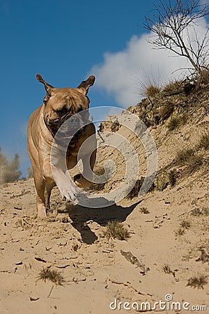 Bull Mastiff running Stock Photo