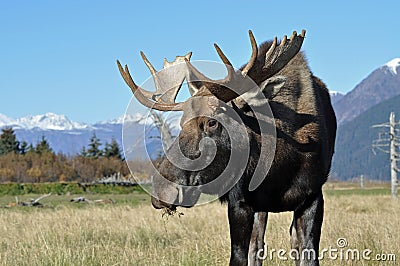 Bull Moose Stock Photo