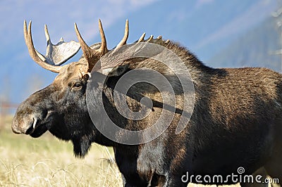 Bull moose Stock Photo