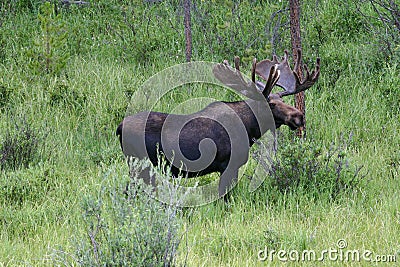 Bull Moose Stock Photo