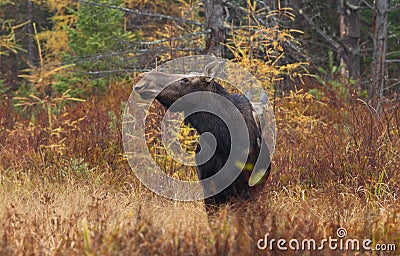 Cow moose Alces alces and calf grazing in a field in Canada Stock Photo