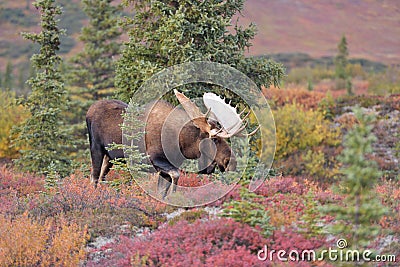 Bull Moose (alces alces) Denali National Park, Alaska Stock Photo