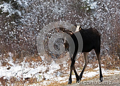 Bull Moose Close Up Stock Photo